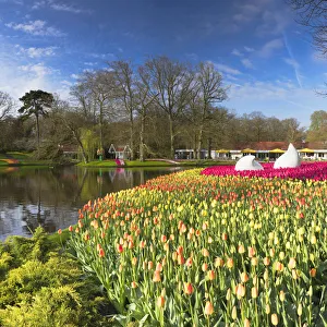 Landscape Garden Prints: Tulips in Keukenhof Gardens, Lisse, Netherlands