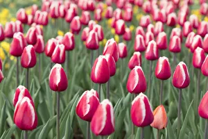 Tulips at Keukenhof Gardens, Lisse, Netherlands