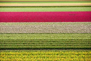 Images Dated 5th August 2016: Tulips in Lisse, Netherlands, Europe