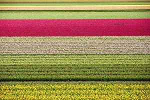 April Prints: Tulips in Lisse, Netherlands, Europe