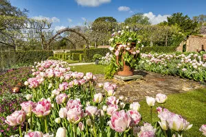 Horizontal Gallery: Tulips at Pashley Manor Gardens, Ticehurst, East Sussex, England