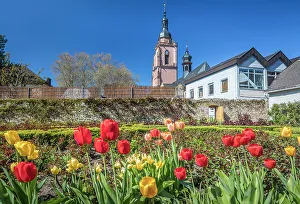 Rose Garden Prints: Tulips in the rose garden of Eltville with a view towards the parish church