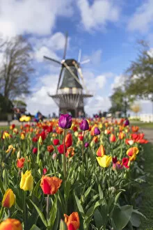 Tulips and windmill at Keukenhof Gardens, Lisse, Netherlands