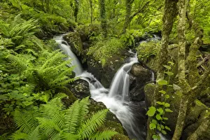 July Prints: Tumbling waterfalls on a fast flowing stream through a verdant fern carpeted woodland