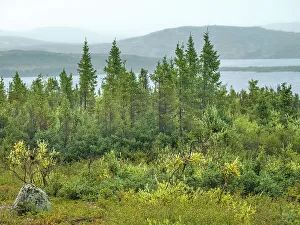 Tundra Habitat of the Ungava Peninsula, Nunavik, Quebec, Canada