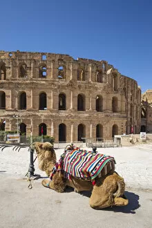 Images Dated 29th August 2019: Tunisia, El Jem, Camel in front of Roman Amphitheatre