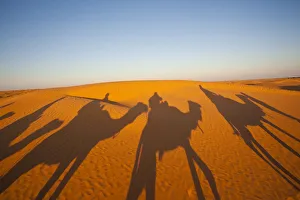 Tunisia, Ksour Area, Ksar Ghilane, Grand Erg Oriental Desert, camel caravan