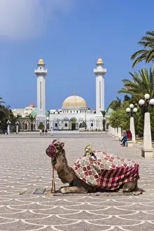 Tunisia, Monastir, Camel infront of Bourguiba mausoleum