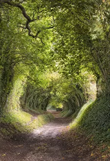 Images Dated 2nd February 2022: Tunnel of Trees, or Mill Lane, near Halnaker village, leading to Halnaker Windmill, West Sussex