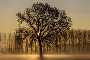 Images Dated 12th December 2017: Turin province, Piedmont, Italy, Europe. Magic sunrise in the Piedmont plain