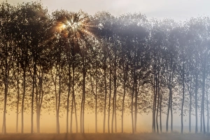 Grove Prints: Turin province, Piedmont, Italy, Europe. Magic sunrise in the Piedmont plain