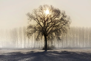 Grove Prints: Turin province, Piedmont, Italy, Europe. Magic sunrise in the Piedmont plain