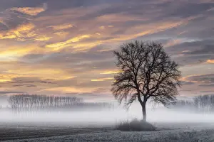 Oaks Prints: Turin province, Piedmont, Italy Magic winter sunrise in the Piedmont plain