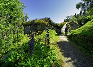 Western Norway Prints: Turist admire Old farms with grass roof