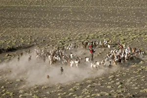 Semi Desert Prints: A Turkana man herds his goats in the semi-desert terrain near the southeastern shoreline of Lake Turkana