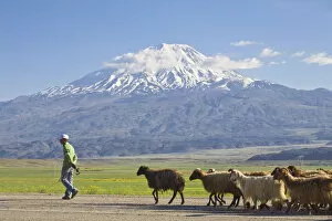 Images Dated 28th July 2008: Turkey, Eastern Turkey, Dogubayazit, Sheep herded along round in front of Mount Ararat