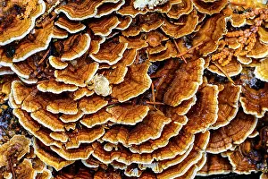 Woodlands Prints: Turkeytail bracket fungus (Trametes versicolor) with a dusting of snow