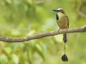 Orotina Prints: Turquoise-browed Motmot (Eumomota superciliosa), Orotina, Costa Rica