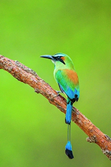 Court Prints: Turquoise-browed motmot (Eumomota superciliosa), Orotina, Alajuela, Costa Rica