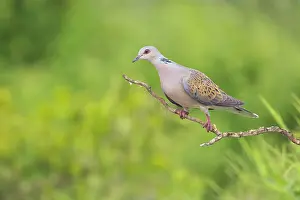 Bulgaria Prints: Turtle Dove (Streptopelia turtur), perched, Rhodope Mountains, Bulgaria, May 2025