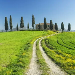 Crop Gallery: Tuscan farmhouse and cypress trees in the Val d Orcia, near Pienza, Tuscany, Italy