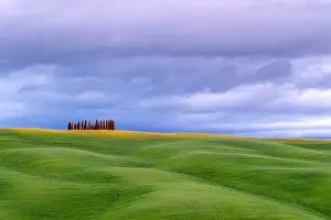 Tuscan landscape, rolling hills with wheat fields and cypress trees