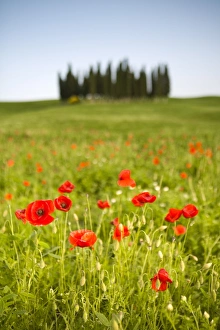 Country Side Gallery: Tuscan landscape, Tuscany, Italy, R