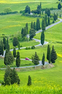 Images Dated 30th August 2019: Tuscan landscape, winding road lined with cyprus trees near Monticchiello, Val d Orcia