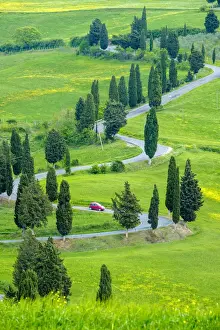 Automobile Prints: Tuscan landscape, winding road lined with cyprus trees near Monticchiello, Val d Orcia