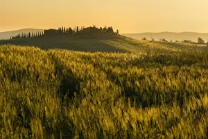 Italian Valley Prints: Tuscany hills at sunrise, Val d Orcia, Tuscany, Italy