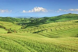 Corn Field Prints: Tuscany landscape with corn fields - Italy, Tuscany, Siena, Crete, Asciano - San Giovanni