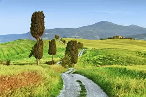Tuscany landscape with cypresses - Italy, Tuscany, Siena, Val d Orcia, Pienza