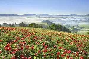 Tuscany landscape in fog with poppy field in front of Podere Belvedere - Italy, Tuscany