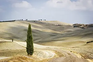 Cultivated Land Prints: Tuscany, Val d Orcia, arid landscape with cypress trees