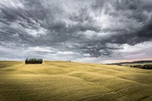 Tuscany Gallery: Tuscany, Val d Orcia, Italy. Cypress trees in a yellow meadow field with clouds gathering