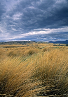 Southland Prints: Tussock Landscape