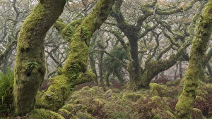 Images Dated 20th July 2017: Twisted and gnarled pedunculate Oak trees in Wistman's Wood, Dartmoor National Park, Devon, England