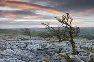 Yorkshire Prints: Twisted hawthorn trees growing through the Limestone Pavement on Twistleton Scar