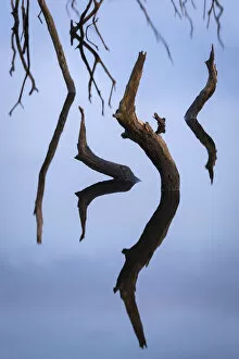 Twisted stumps from drowned trees in Colliford Lake on Bodmin Moor, Cornwall, England