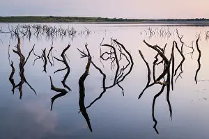 August Prints: Twisted stumps from drowned trees in Colliford Lake on Bodmin Moor
