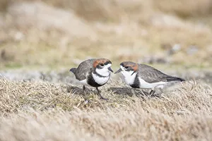 Two-banded Plover (Charadrius falklandicus) pair, Sea Lion Island, Falkland Islands Two-banded Plover (Charadrius falklandicus) pair, Sea Lion Island, Falkland Islands