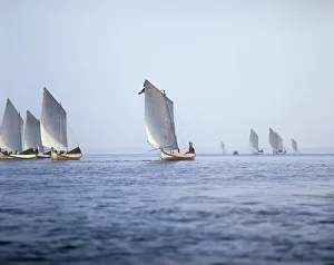 Ria De Aveiro Prints: Typical boats (moliceiros) of the Ria de Aveiro