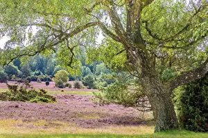 Heath Prints: Typical heath landscape with birch and juniper in Totengrund near the village of Wilsede