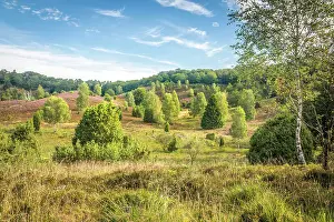 Heath Prints: Typical heath landscape with birch and juniper in Totengrund near the village of Wilsede