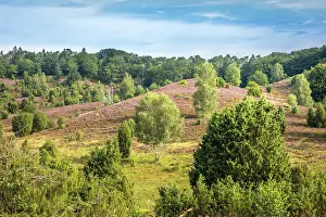 Heath Prints: Typical heath landscape with birch and juniper in Totengrund near the village of Wilsede