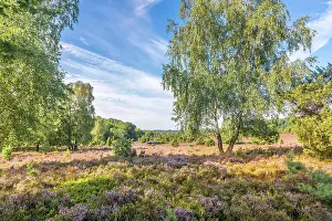 Heath Prints: Typical heath landscape with birch and juniper in Totengrund near the village of Wilsede