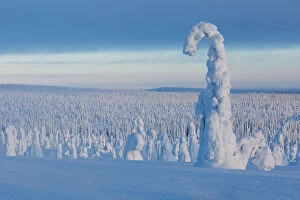 Finnish Gallery: Typical ice sculptures in the woods of Riisitunturi national park, posio, lapland