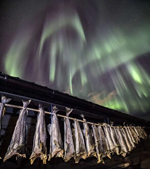 The typical Norwegian cod drying in the sun out of a rorbu under an amazing aurora