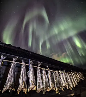 Lofoten Prints: The typical Norwegian cod drying in the sun out of a rorbu under an amazing aurora