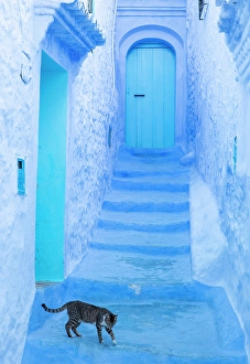 North African Prints: Typical street painted blue, with cat walking across it